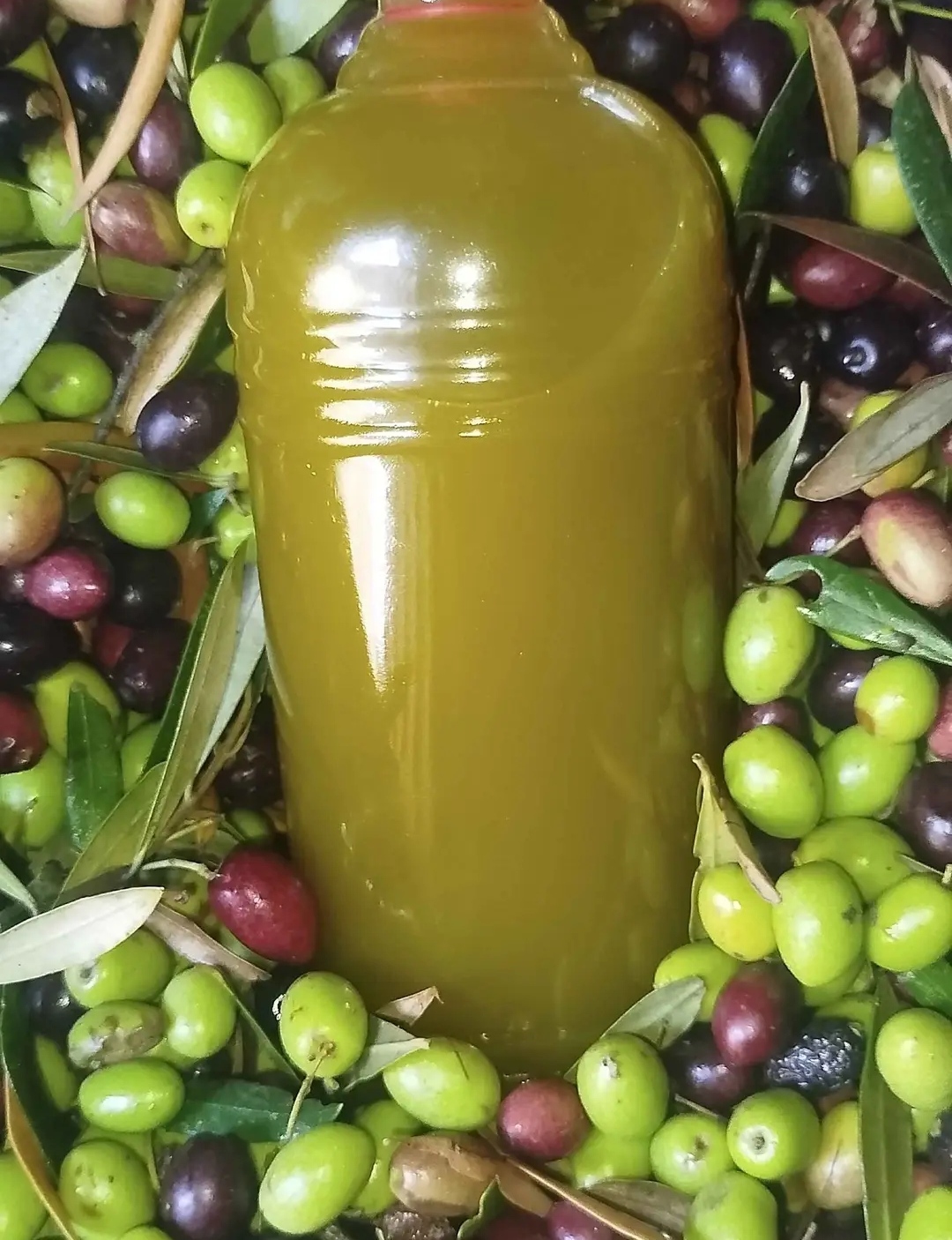 زيت الزيتون زعير الممتازة